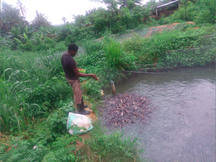Fish Farming