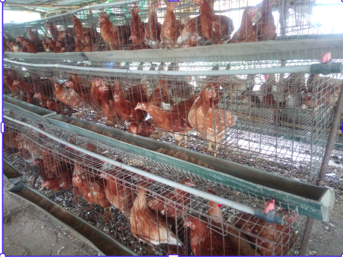 Poultry Farming