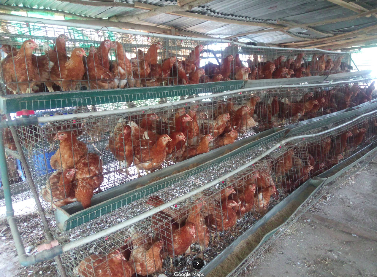 Fresh Chicken