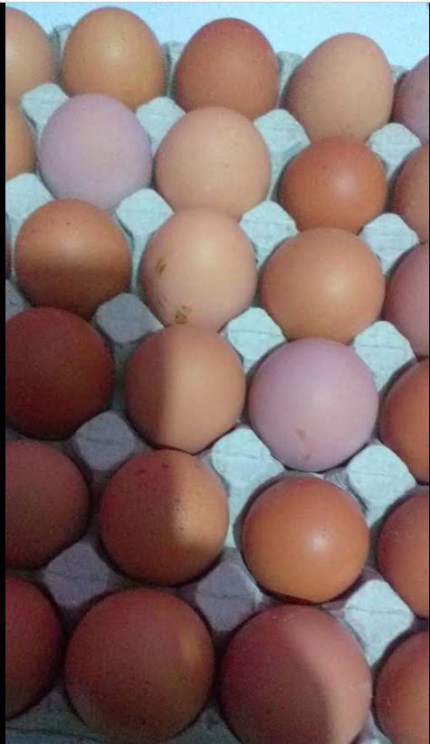 Farm Eggs