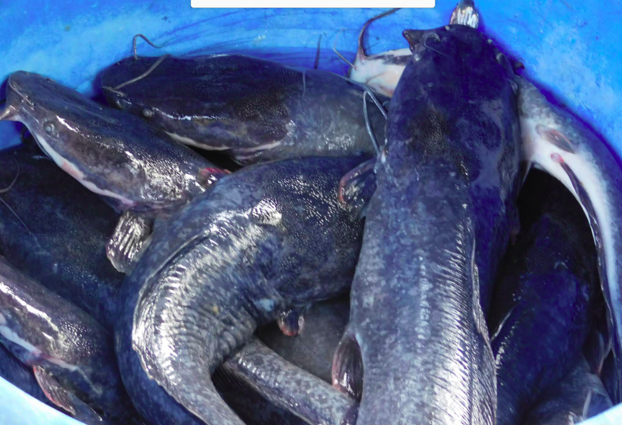 Quality Fish