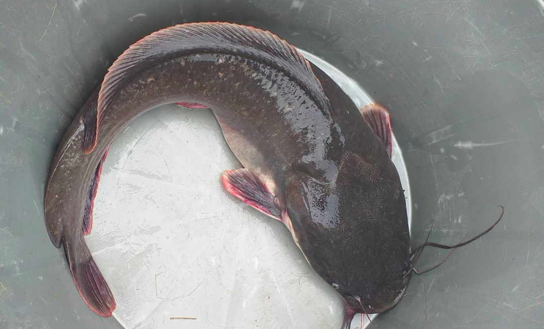 Catfish
