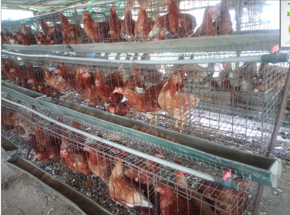 Broiler Chicken