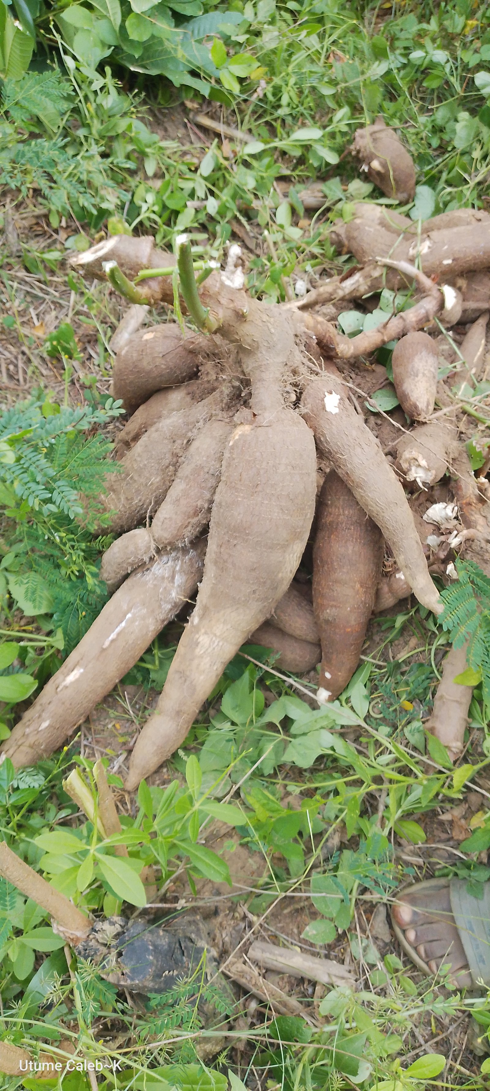 Cassava